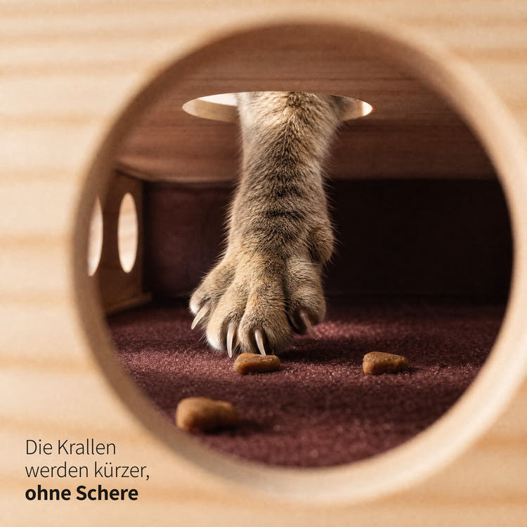 Blick durch ein seitliches Loch ins Innere des Instinkt Fummelbretts: Eine Pfote greift von oben durch ein Loch bis auf die raue Innenfläche und angelt Trockenfutter. Die Krallen werden kürzer, ohne Schere
