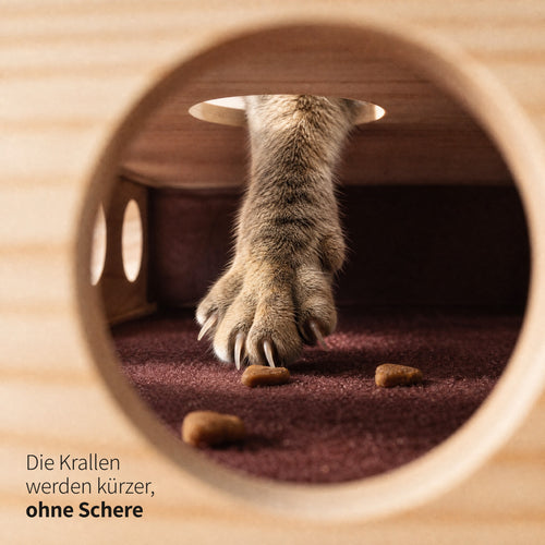 Blick durch ein seitliches Loch ins Innere des Instinkt Fummelbretts: Eine Pfote greift von oben durch ein Loch bis auf die raue Innenfläche und angelt Trockenfutter. Die Krallen werden kürzer, ohne Schere
